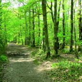 La forêt de Moselle occupe 30 % du territoire, et génère une activité économique dynamique liée à la qualité de ses bois reconnue mondialement. Photo DR