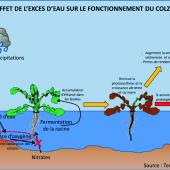 Effet de l’excès d’eau sur le fonctionnement du colza. Source Inovia