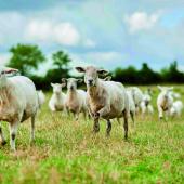 Les conditions météorologiques sont favorables au développement du moucheron, vecteur de la maladie. Photo DR