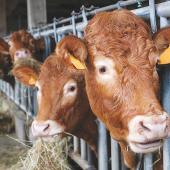 Le marché de l’export est réservé aux broutards légers non vaccinés, expédiés depuis des zones indemnes de Dnc. Leurs cours amorcent timidement leur baisse saisonnière. Photo Actuagri