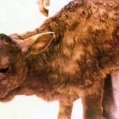Les animaux infectés présentent des signes de fièvre ainsi que des nodules sur la peau. Photo DR