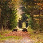 Le bilan des tableaux de chasse attribués à l’usage de la lunette thermique argumentera la pérennisation de ce nouveau moyen de lutte contre les excès de populations de nuisibles. Photo Actuagri