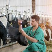 Comme attendue, la vaccination préventive contre la dermatose nodulaire contagieuse déjà démarrée dans les départements pyrénéens sera étendue au Tarn et à l’Hérault. Photo actuagri