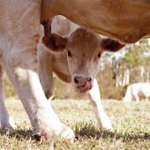 La baisse des exportations n’épargne aucune race bovine avec cependant un désintérêt prononcé pour la Charolaise. Photo Actuagri