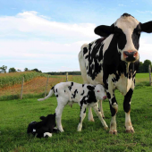 En Union européenne, une partie des consommateurs se détourne de la viande bovine trop chère à l’achat. Photo Actuagri