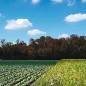 Sur ces sites d’expérimentation, la rotation des cultures repose sur l’alternance de six à sept productions. Photo Actuagri