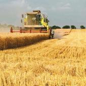 La production mondiale de céréales est prévue à 2.982 millions de tonnes, soit une baisse de 2,0 %. Photo Actuagri