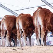 En plein jugement Limousin. Photo DR