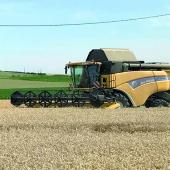 La moisson s’est considérablement accélérée fin juin avec des bennes d’orge d’hiver, de colza et de blé qui arrivaient au silo. Photo YD