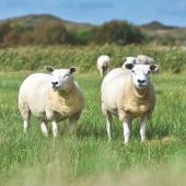 L’étude sur les revenus de l’Idele prend aussi en compte les pertes générées par la Fco et de la Maladie hémorragique épizootique. Photo Actuagri