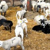 L’Earl de la Haye compte pas moins de 1.300 brebis réparties sur trois sites entre Mamey et Martincourt. Photo J. Joris