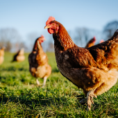 Une carcasse de poulet sur deux consommée sur le territoire  (52 %) provient désormais de l’étranger. Photo Actu