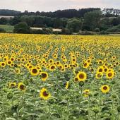 Hausse annuelle de la sole de tournesol de 10,7 %. Photo DR