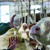 Les animaux vaccinés le seront de nouveau de préférence directement dans les bâtiments avant leur déplacement pour faciliter la tâche des vétérinaires. Photo Actuagri