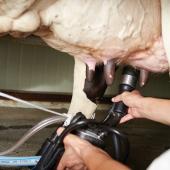 Malgré une collecte en hausse, les éleveurs laitiers et la FNPL restent inquiets face à la pression des importations et à la fragilité des prix pour les mois à venir. Photo DR