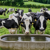 Un abreuvement de qualité et à volonté est essentiel pour éviter les problèmes sanitaires et préserver les performances des troupeaux. Photo DR
