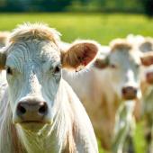 Aucune catégorie d’animaux n’est épargnée par cette correction de prix. Photo Actuagri