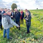 Le préfet, accompagné des responsables de la Ddt ont pu constater que les couverts spontanés sont bien homogènes et fortement développés alors qu’une parcelle voisine semée en Cipan le 7 août, peine à couvrir le sol. Photo YD