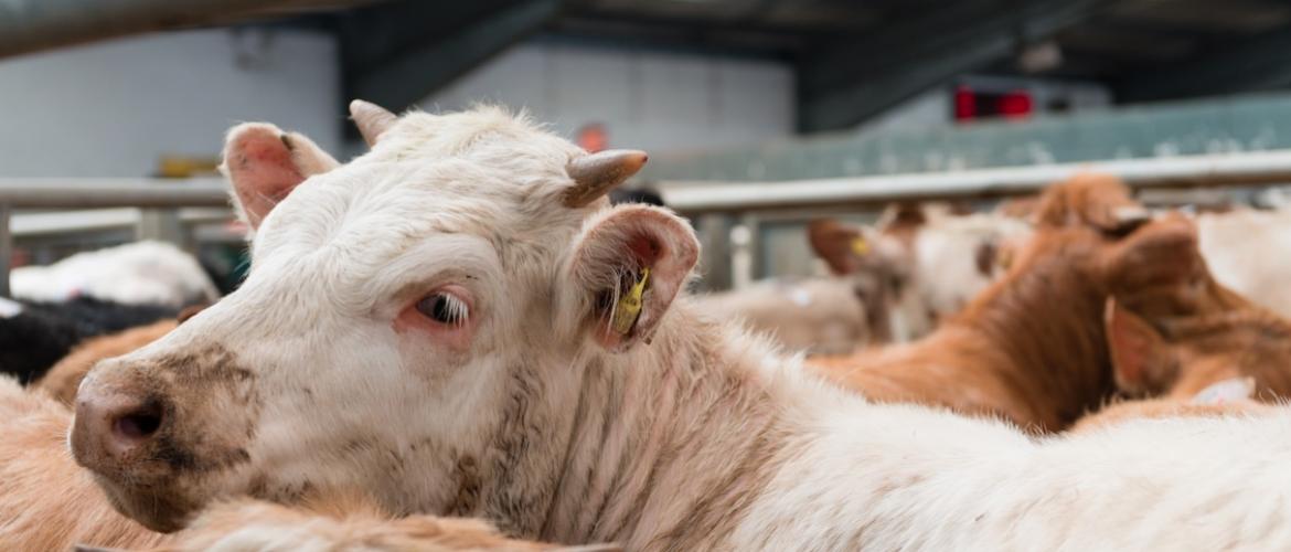 La méthode de calcul des prix de revient des gros bovins fait l’objet d’un accord interprofessionnel. Les résultats semestriels sont publiés par l’Institut de l’Élevage. Photo Actuagri