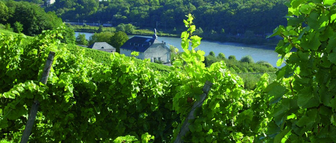 Inaugurée en 2013, la Route des Vins de Moselle propose un parcours de 46 km autour des domaines Aoc des trois secteurs géographiques de l’aire parcellaire classée : Pays messin, Pays des Trois Frontières et Vic-sur-Seille. Photo : DR