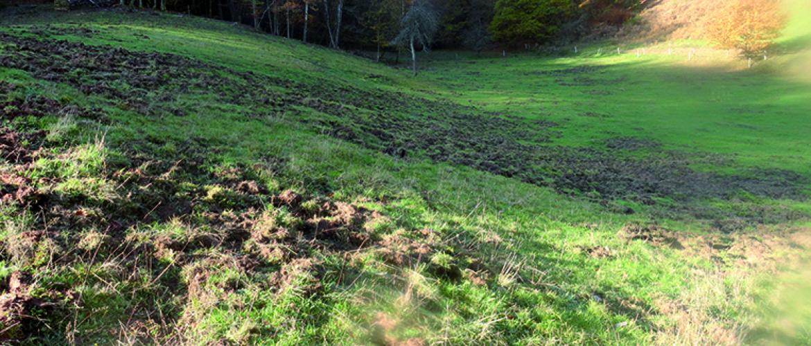 En 2020, plus de 520 hectares de prairies ont été ravagés par les sangliers, alors que la moyenne des cinq dernières années reste sous la barre des 400 hectares. Photo : DR