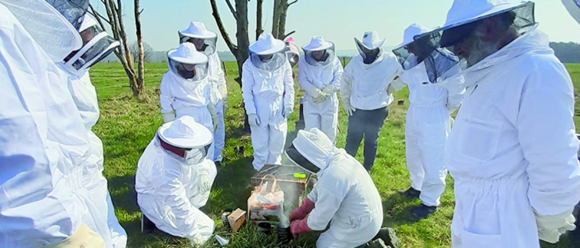 Travaux pratique sur un essaim d’abeilles. Photo Grégory Chevallier