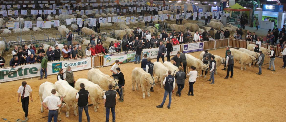 La dixième édition du salon Agrimax mettait à l’honneur la race Charolaise. Plus de 170 animaux sélectionnés dans 40 élevages du Grand Est et au-delà. Photo : Cédric COILLOT