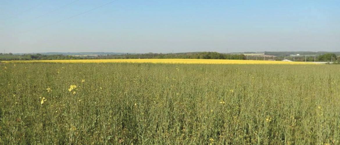 Seul le maintien de la culture, même sans potentiel, ne doit pas faire l’objet de modification, sinon dans tous les cas, l’agriculteur doit signaler les changements dans les parcelles concernées. Photo : DR