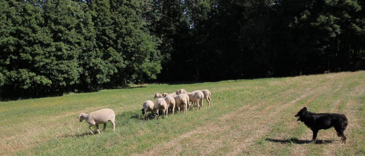 Déposer sa demande d’aide au plus vite peut permettre d’optimiser le nombre d’animaux primés et la période de détention obligatoire. Photo DR