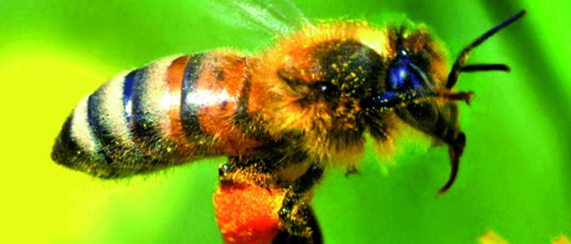 La production de miel a été fortement affectée par la pluie et le froid. Photo : DR.