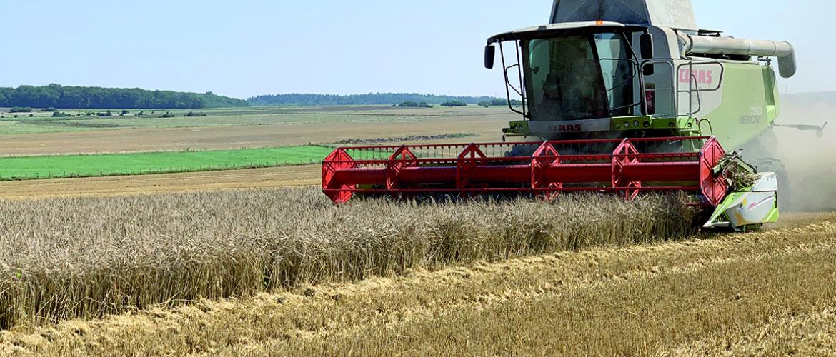 Suite aux fortes précipitations du mois de juillet, de nombreuses orges d’hiver, à maturité, ne pouvaient pas être fauchées faute d’accessibilité aux parcelles. Photo : DR