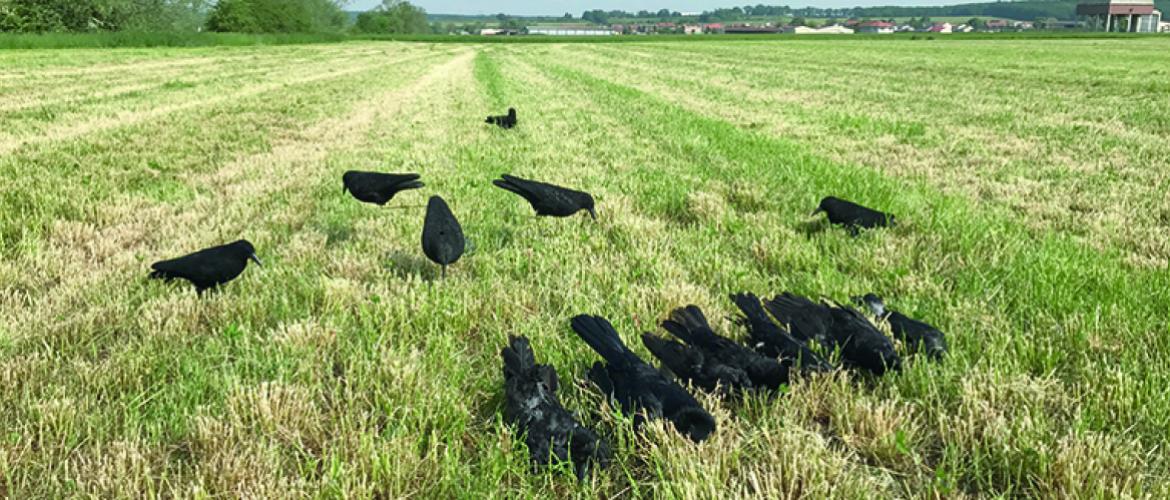 Les dégâts aux cultures, imputables à une population de corvidés en excès, ont connu une progression sans précédent. Photo : DR