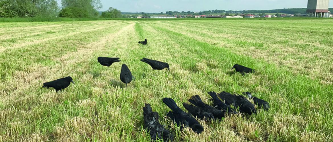 Les dégâts aux cultures, imputables à une population de corvidés en excès, connaissent une progression sans précédent. Photo DR