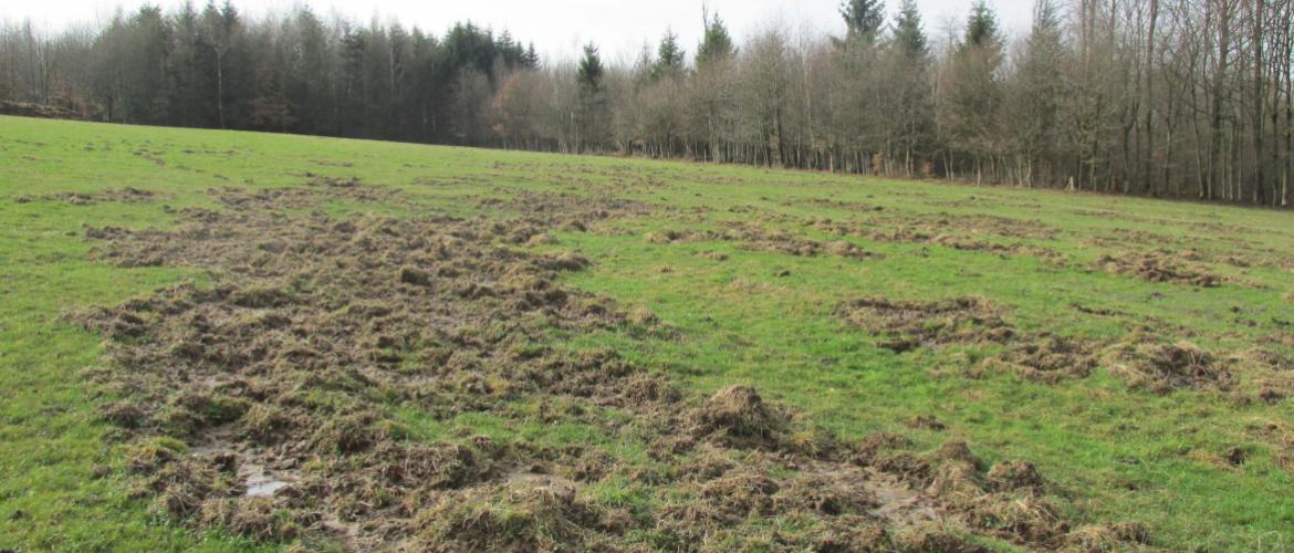  Les dégâts occasionnés par les sangliers hypothèquent les ressources fourragères d’éleveurs déjà pénalisés par une météo chroniquement calamiteuse. Photo DR