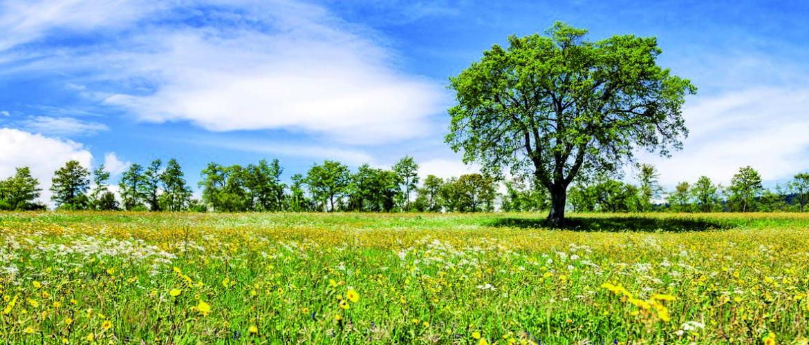 En France, les surfaces en jachère représentent près de 300.000 ha, soit plus de 1 % de la surface agricole utile en France (26,7 millions d’hectares), et presque 2 % de la surface en terres arables. Photo ACTUAGRI