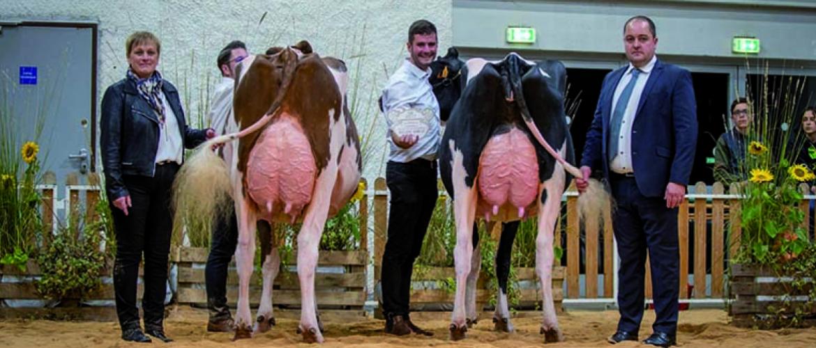 Antimonium et Gourmande, meilleures mamelles des concours Prim’Holstein et Red Holstein. Photo : Améline Perrin