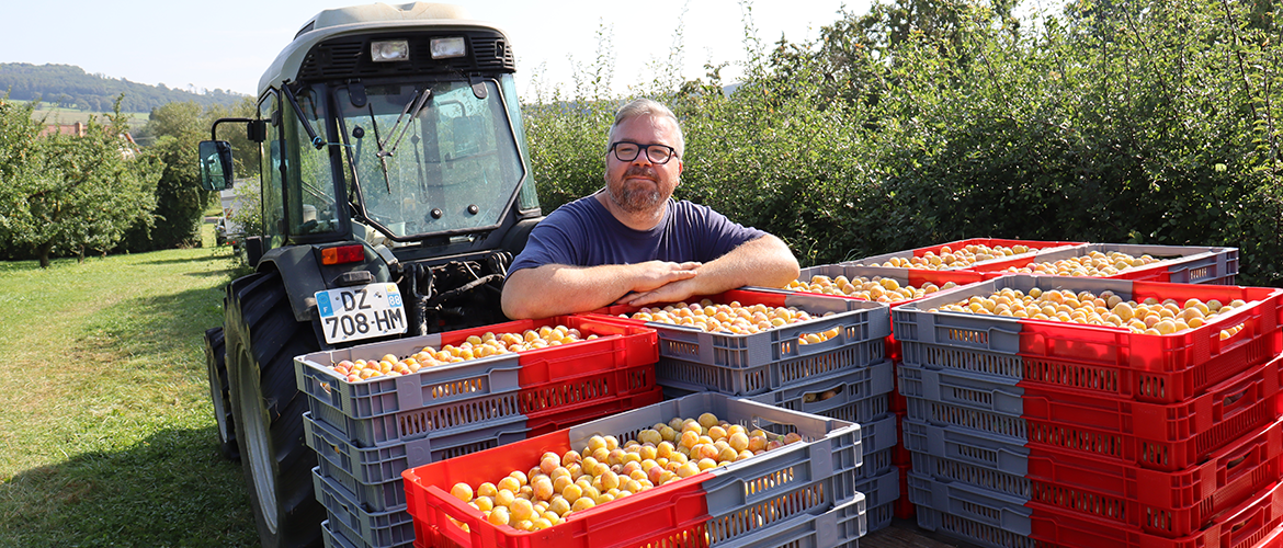 Benjamin Godfroy est arboriculteur sur la commune de Rainville dans les Vosges. Il produit principalement des mirabelles de Lorraine mais aussi des quetsches et des cerises griotte. © Marion Falibois