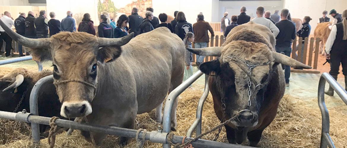 La race Aubrac était à l’honneur pour la 13e édition d’Agrimax. Cette race rustique destinée à la production de viande allie qualités maternelles et facilité d’élevage d’un côté et aptitudes bouchères de l’autre. Photo Pierre Divoux