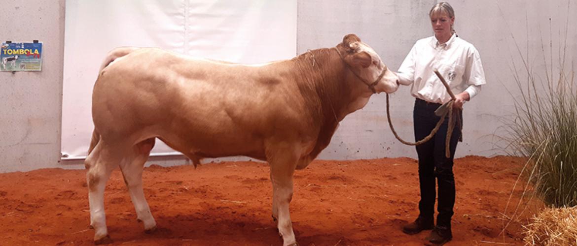 Même si les éleveurs de Blondes d’Aquitaine n’apportent pas les plus gros effectifs de bovins, ils sont de fidèles compétiteurs sur le ring du salon Agrimax. Photo DR