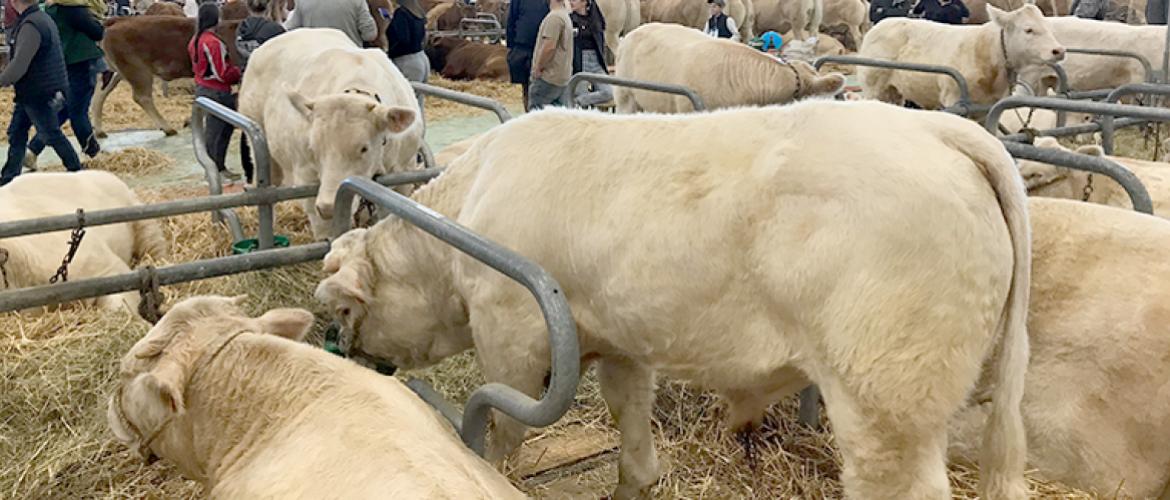 Le concours Charolais a débuté le jeudi 24 octobre dans le hall B du salon Agrimax. Pour chaque édition, la race Charolaise est pourvoyeuse des plus gros effectifs d’animaux en concours. Photo Pierre Divoux