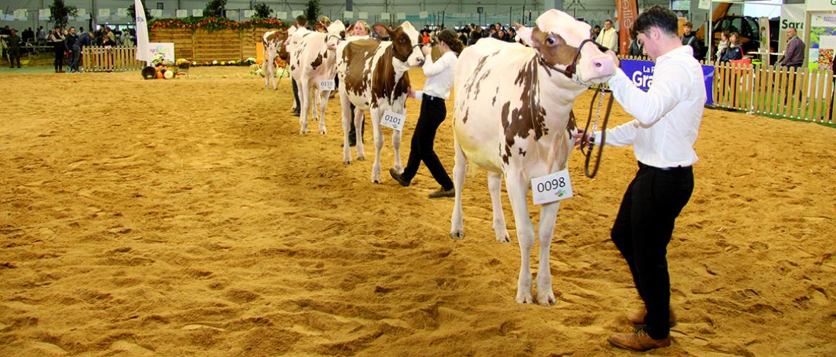 Les races laitières s’installent définitivement dans le paysage d’Agrimax. Cette année, elles tiennent le haut du pavé, avec 240 titulaires. Pierre DIVOUX