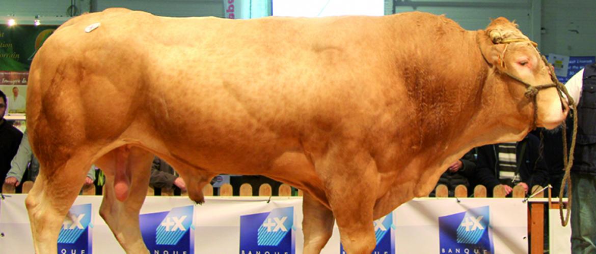 Même si ses effectifs en concours n’égalent pas les races les plus représentées, la Blonde d’Aquitaine est une fidèle des rings du salon professionnel Agrimax. Photo DR
