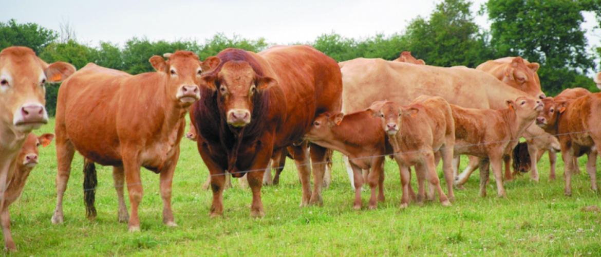 L’embellie des cotations, bien que réelle, ne permet toujours pas de couvrir la hausse des charges subie par les éleveurs sur l’année écoulée. Photo DR L’embellie des cotations, bien que réelle, ne permet toujours pas de couvrir la hausse des charges subie par les éleveurs sur l’année écoulée. Photo DR