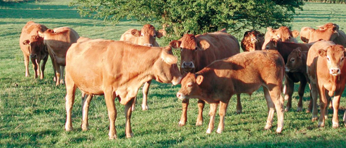 Les éleveurs ayant été impactés par des pertes liées à la Fco doivent se déclarer à la Ddt, et transmettre le bordereau de déclaration de force majeure téléchargeable dans la rubrique formulaires et notice 2025 sur Telepac. Photo Y. Derhille