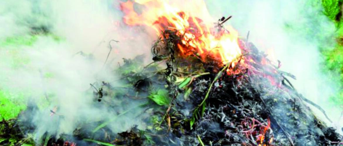 Les exploitant agricoles sont autorisés à brûler leurs déchets verts tels que les résidus de taille. Photo DR