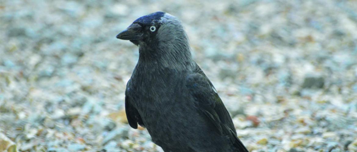 De nombreux observateurs signalent la présence de plus en plus nombreuse des choucas en Moselle. Attention, cette espèce protégée ne rentre pas dans le plan de lutte collective. Photo DR