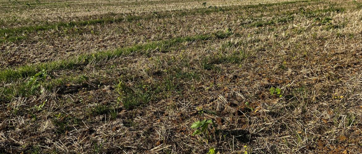 La dérogation porte uniquement sur l’implantation des couverts, les autres mesures du programme d’action nitrates sont à respecter, notamment concernant les épandages d’effluents. Photo YD