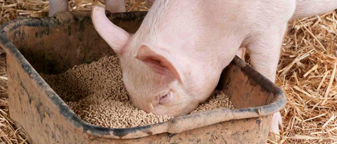 La gestion des effluents (48 %) et l’alimentation (48 %) qui constituent les principaux postes des Ges pour les porcs. Photo Actuagri