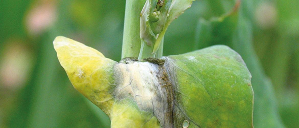 Tâche de sclérotinia sur feuille de colza. Photo : Laurent Jung