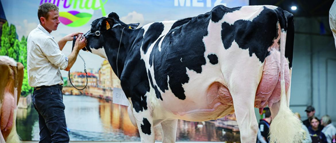 La grande championne Agrimax 2024, Wilt Entity (Chief Stan),  du Gaec Wilt, Dachstein (67). Photo DR